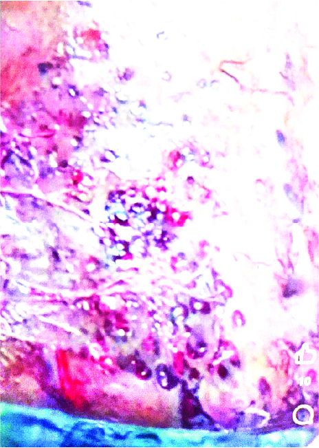 Image of মো: সুজন